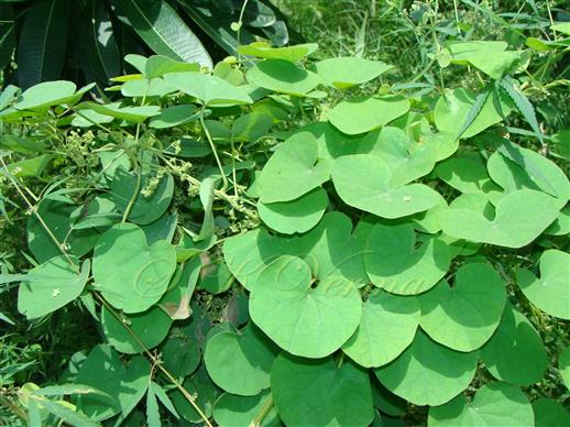  Male plant
